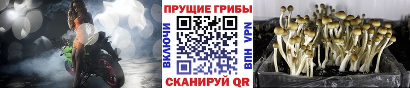 OMG tor  Карасук  Псилоцибиновые грибы мицелий 